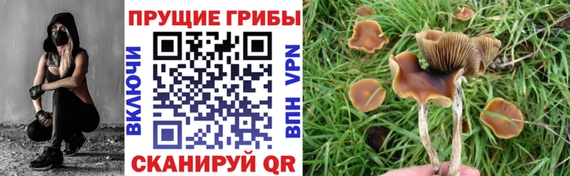 где можно купить   Красноуральск  Галлюциногенные грибы прущие грибы 